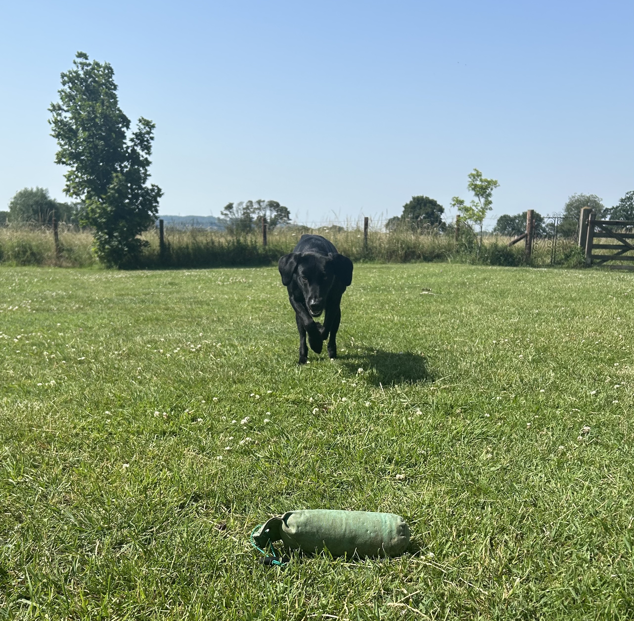 Gundog training session in the field